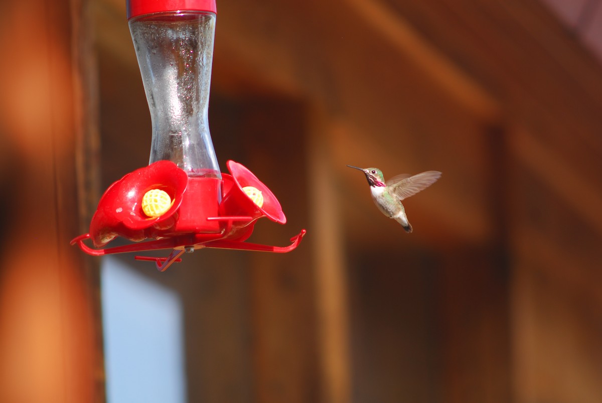 Colibrí Calíope - ML166822691