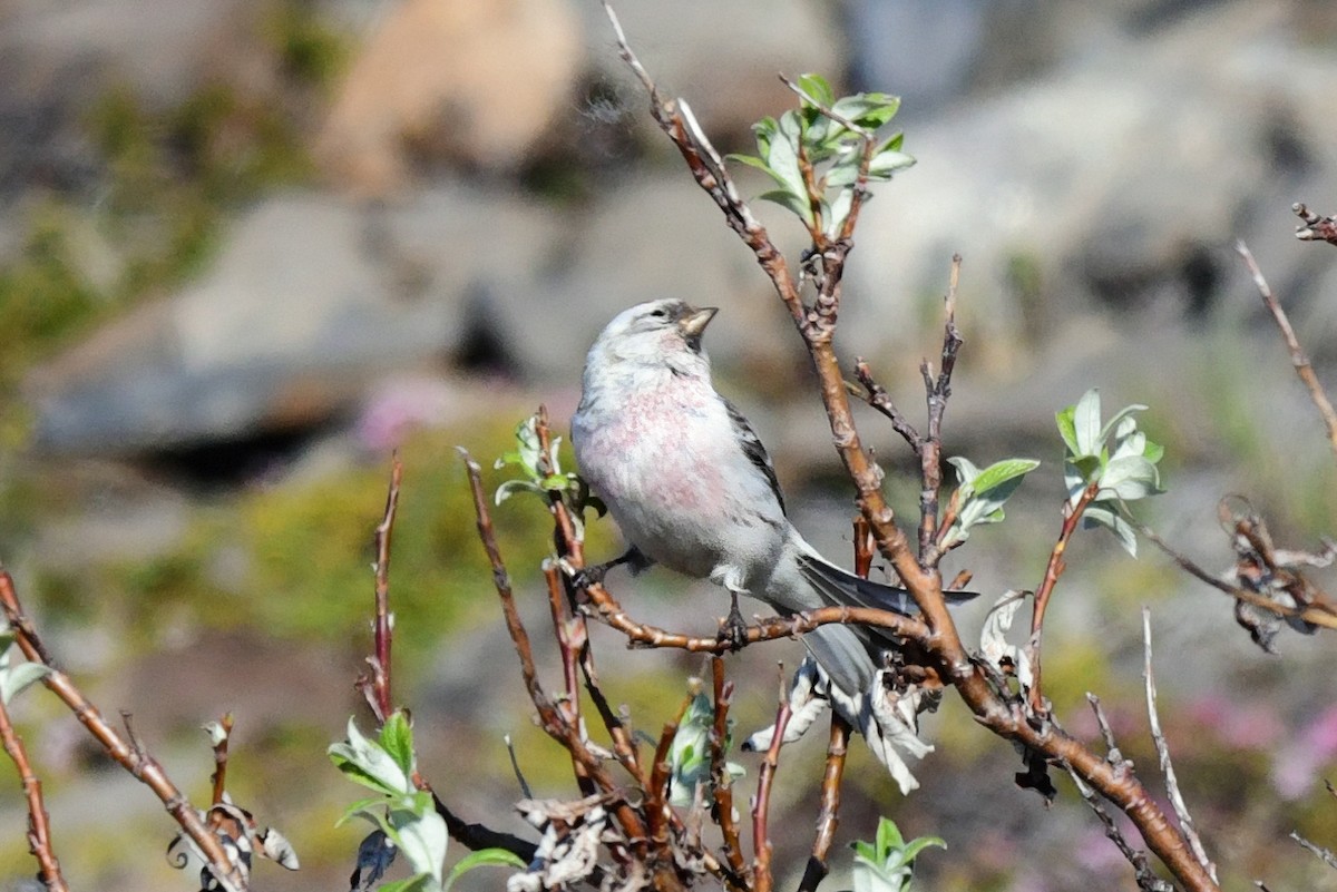 Hoary Redpoll - Scott Page