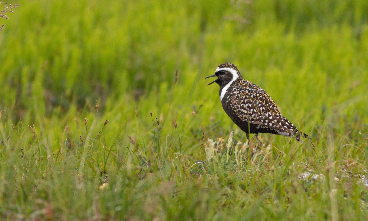 American Golden-Plover - Paul Fenwick