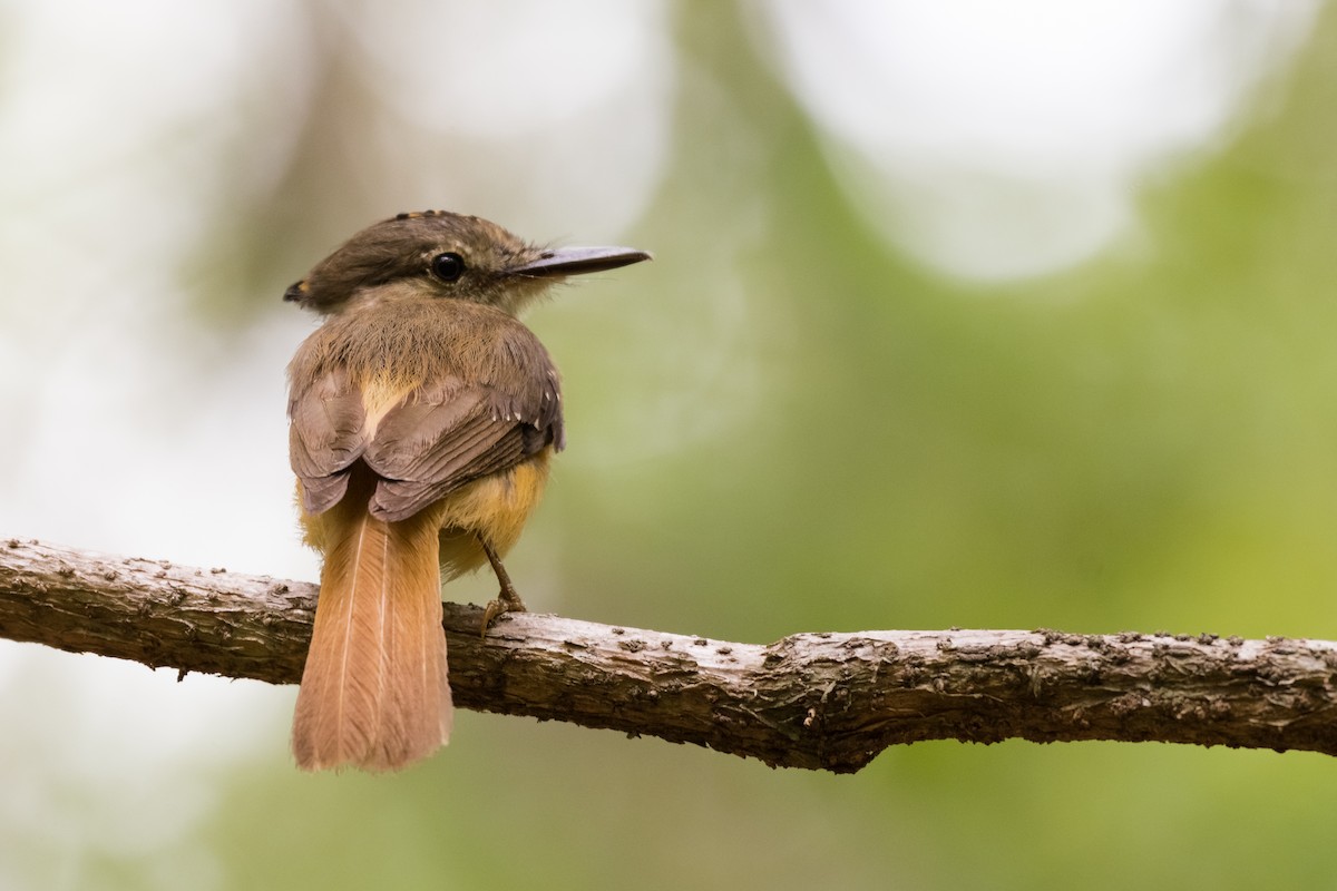 Tropical Royal Flycatcher - ML166826801