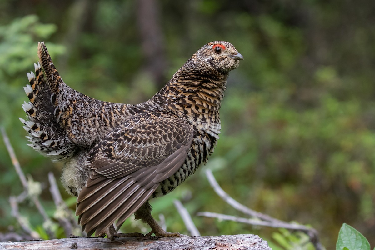 Spruce Grouse - ML166827631