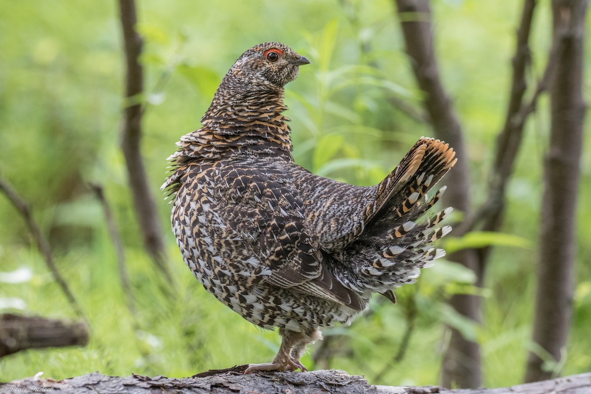 Spruce Grouse - ML166827661