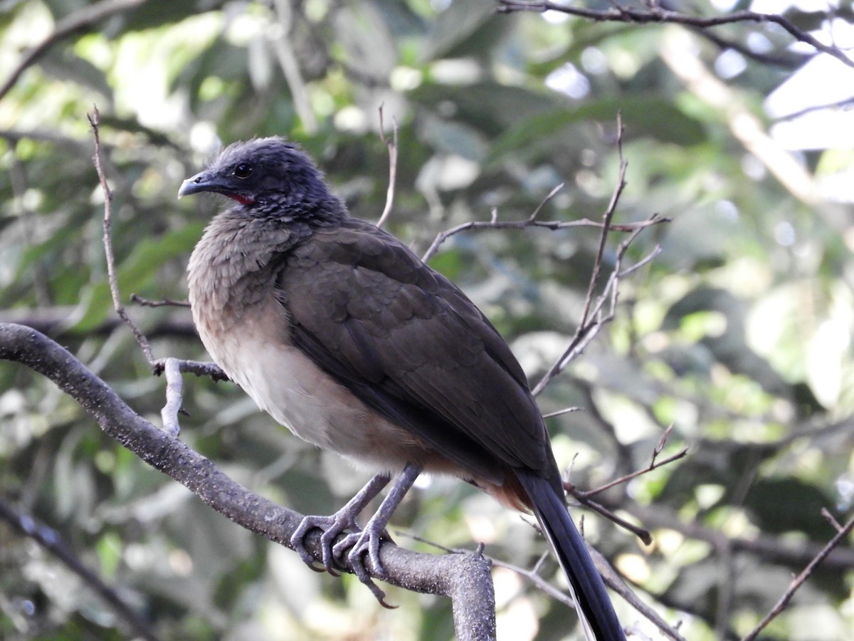 White-bellied Chachalaca - ML166828031