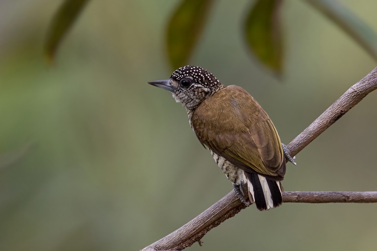 Lafresnaye's Piculet - ML166828041