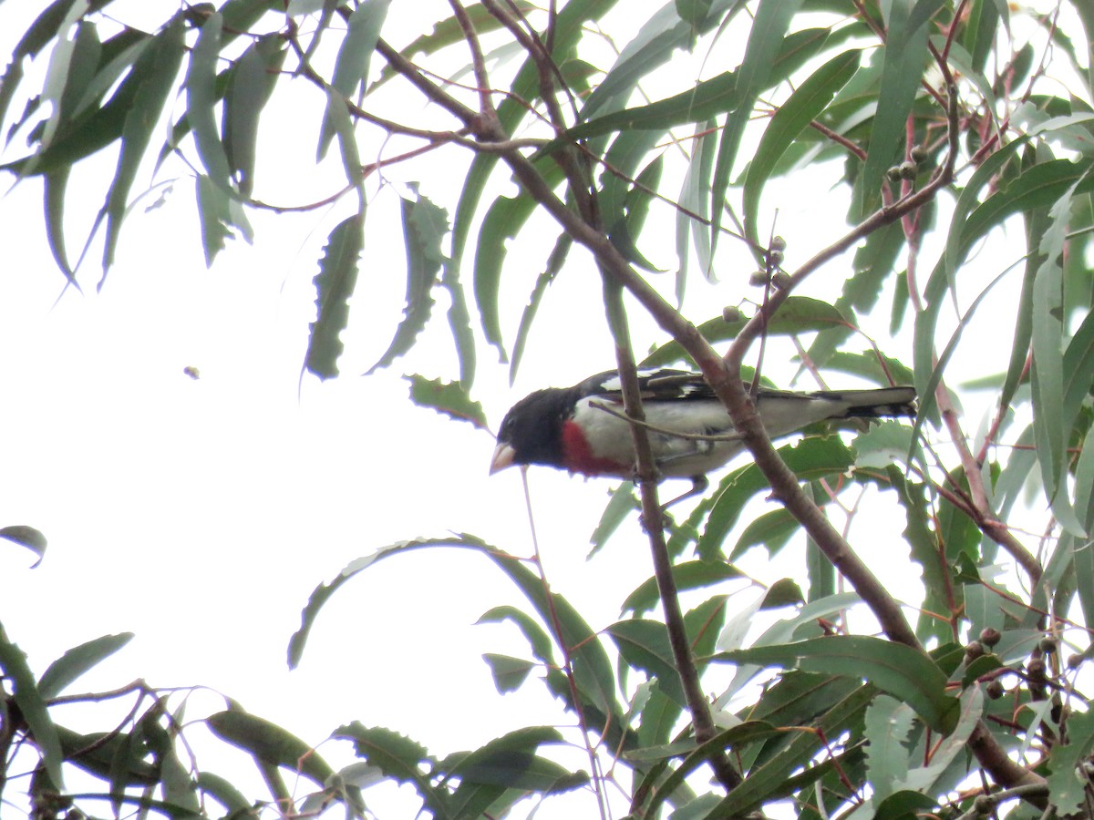 Rose-breasted Grosbeak - ML166829031