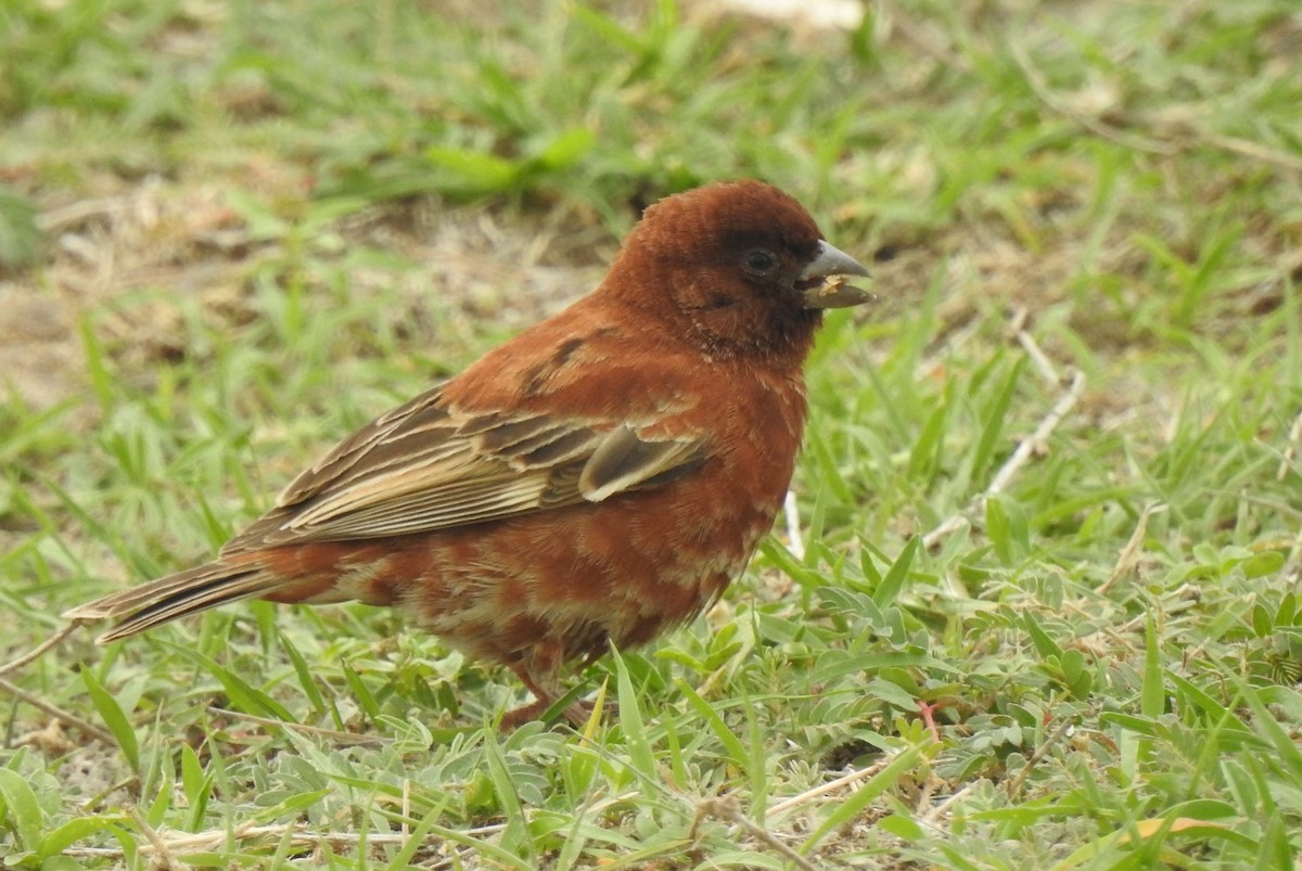 Chestnut Sparrow - ML166829241