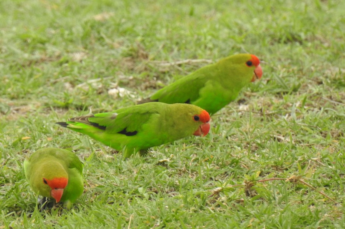 Black-winged Lovebird - Joel Adams