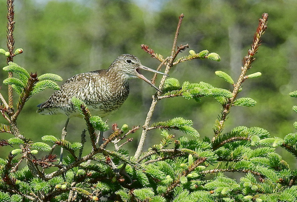 Willet - Bob Curry