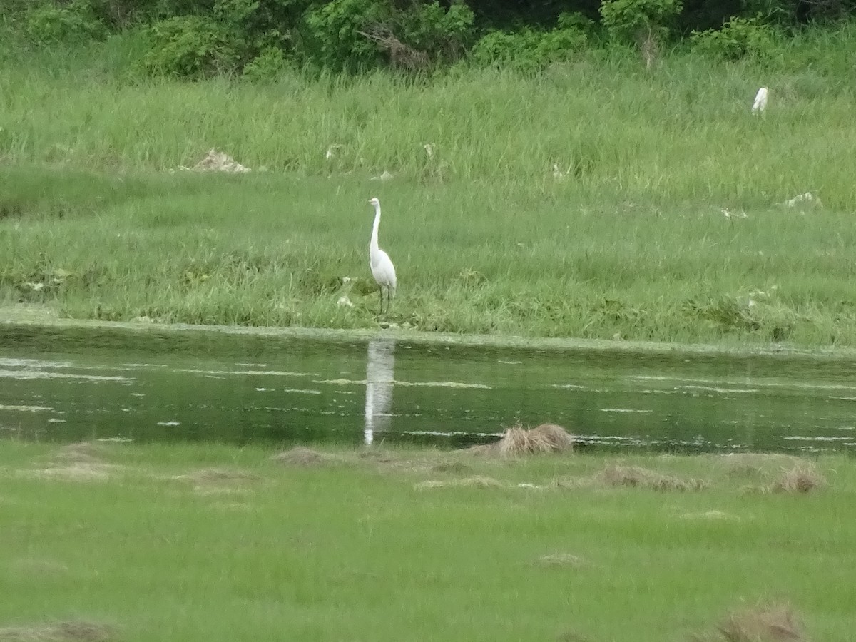 Great Egret - ML166829861