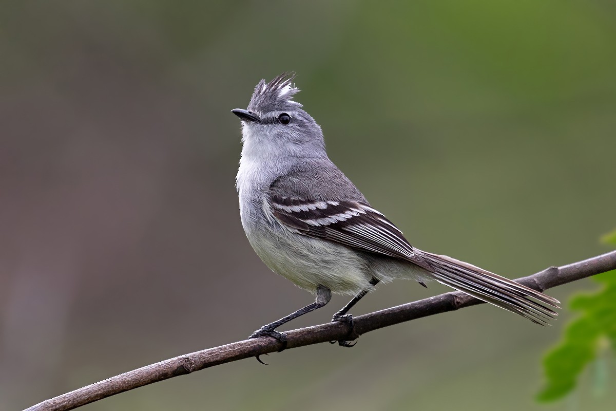 White-crested Tyrannulet (White-bellied) - ML166830651