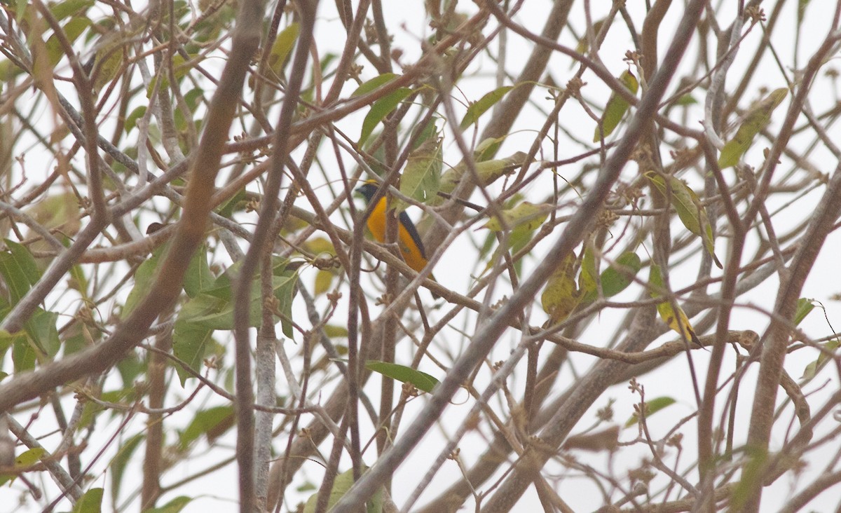 Trinidad Euphonia - ML166831171