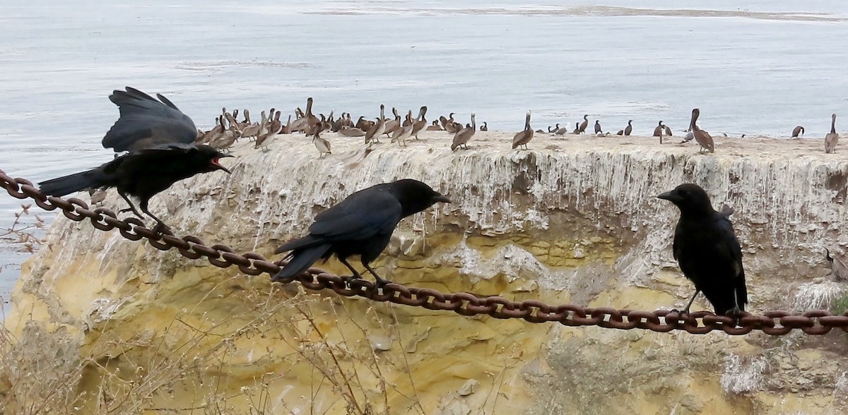 American Crow - ML166832361