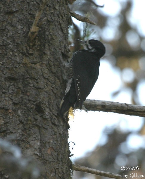 Black-backed Woodpecker - Jay Gilliam