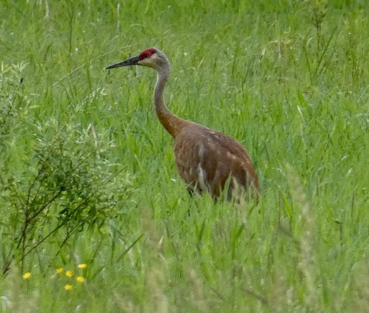 Sandhill Crane - Gary Byerly