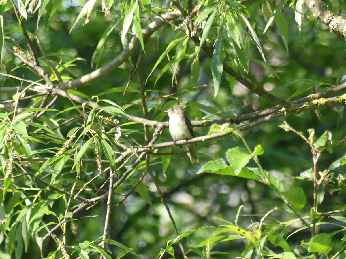 Least Flycatcher - ML166833701