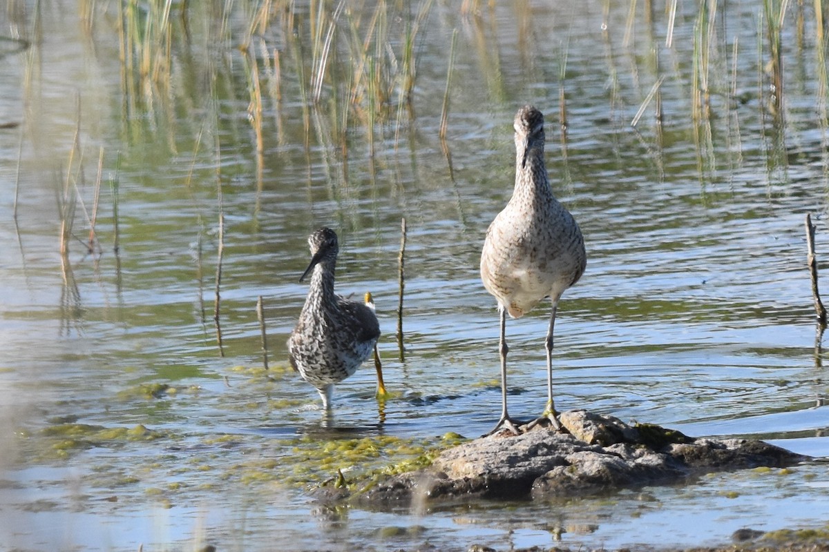 willetsnipe (inornata) - ML166837491