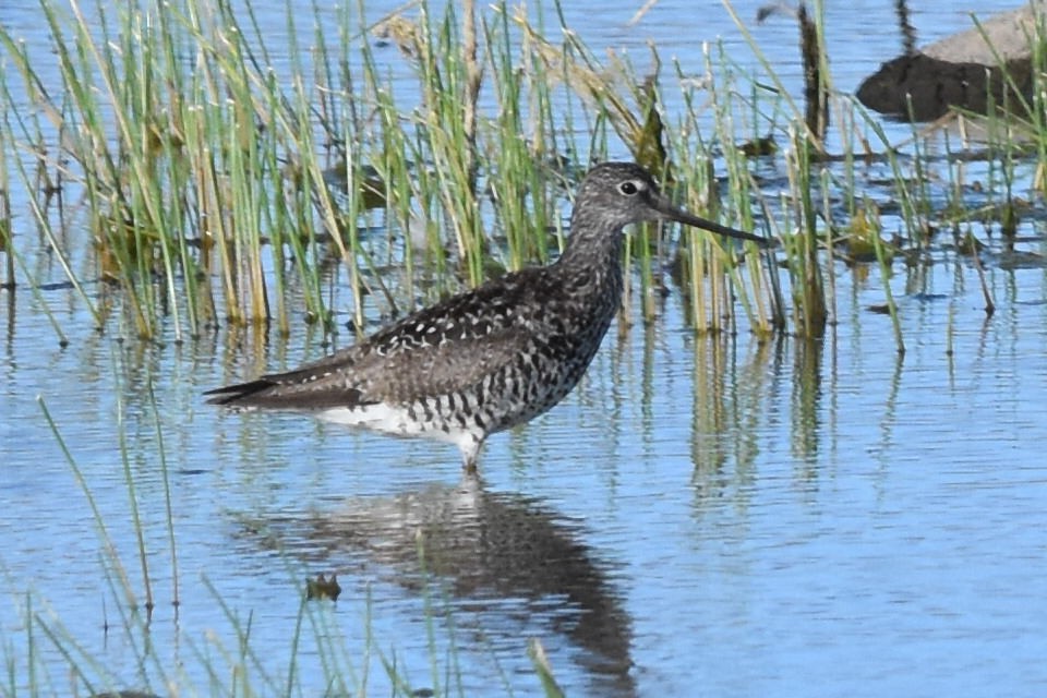 Greater Yellowlegs - Caleb Strand