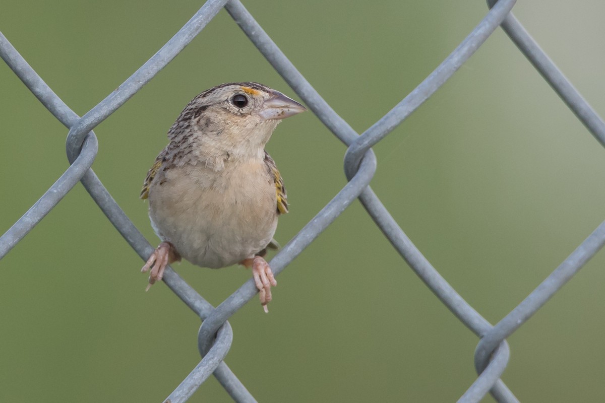 Grasshopper Sparrow - ML166838661
