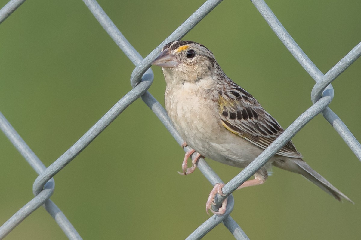 Grasshopper Sparrow - ML166838671