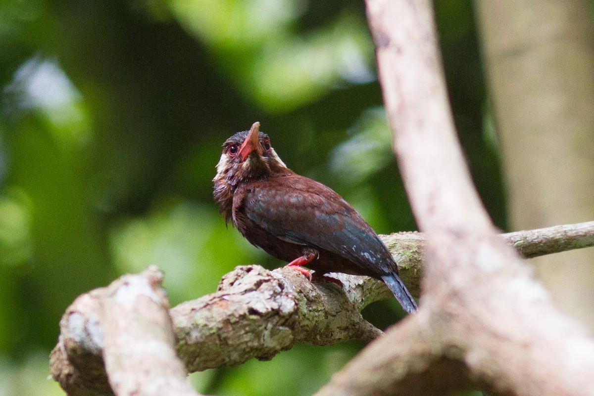 White-eared Jacamar - Justyn Stahl