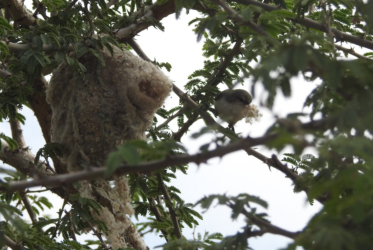 Mouse-colored Penduline-Tit - Joel Adams