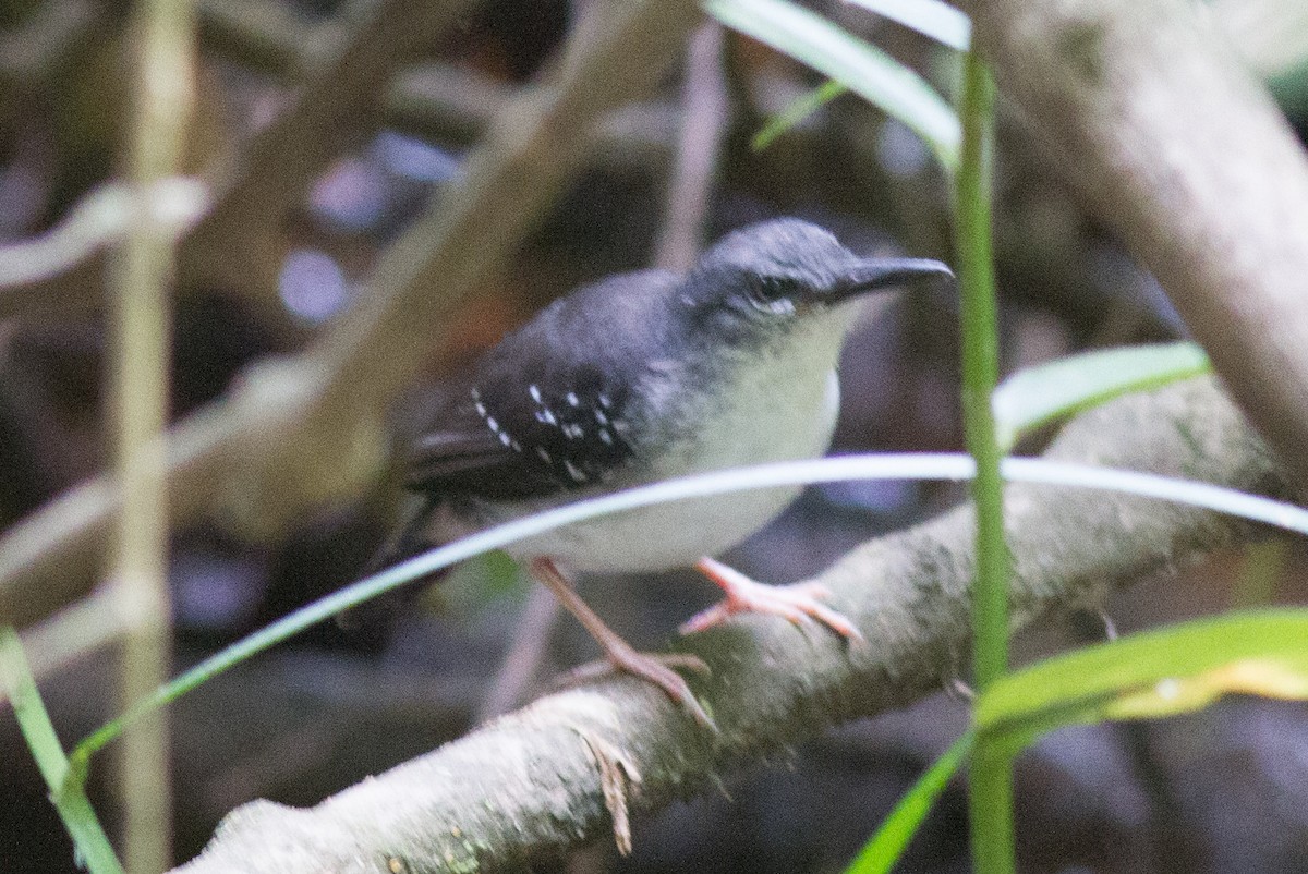 Silvered Antbird - ML166839001