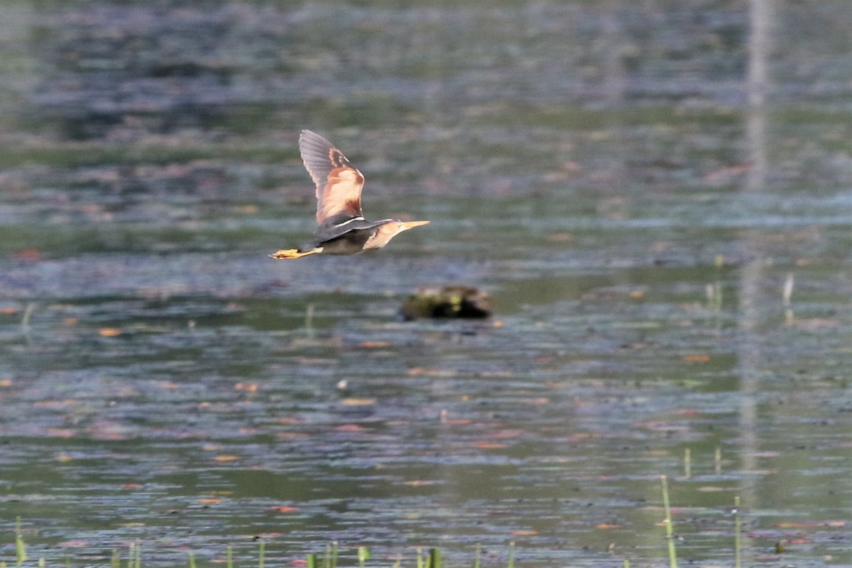 Least Bittern - ML166839081