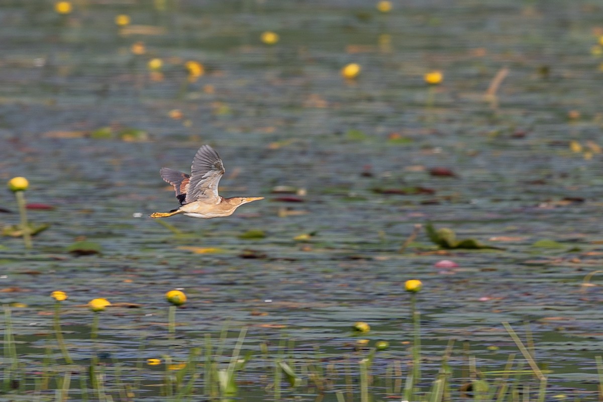 Least Bittern - ML166839871