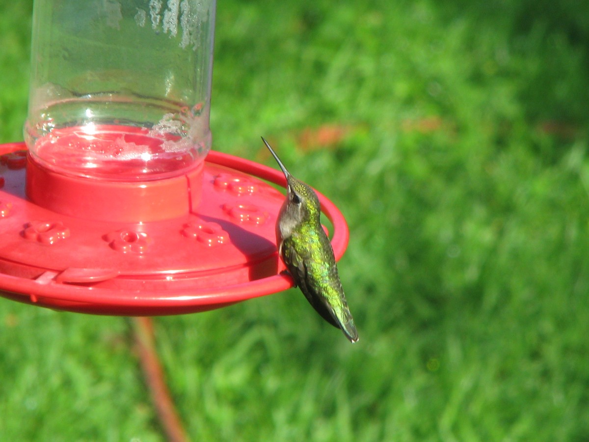 Ruby-throated Hummingbird - ML166842141