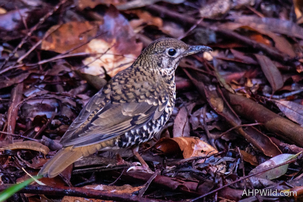 Russet-tailed Thrush - Adam Higgins