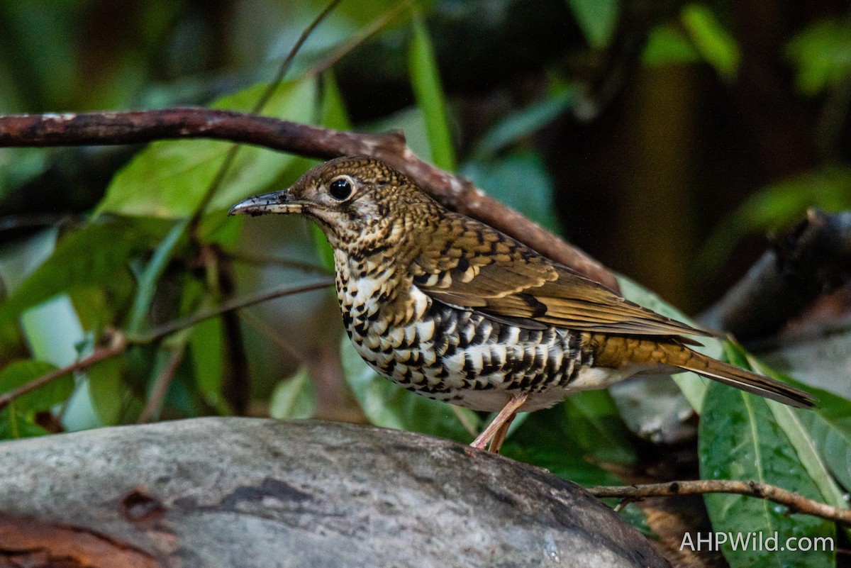 Russet-tailed Thrush - Adam Higgins