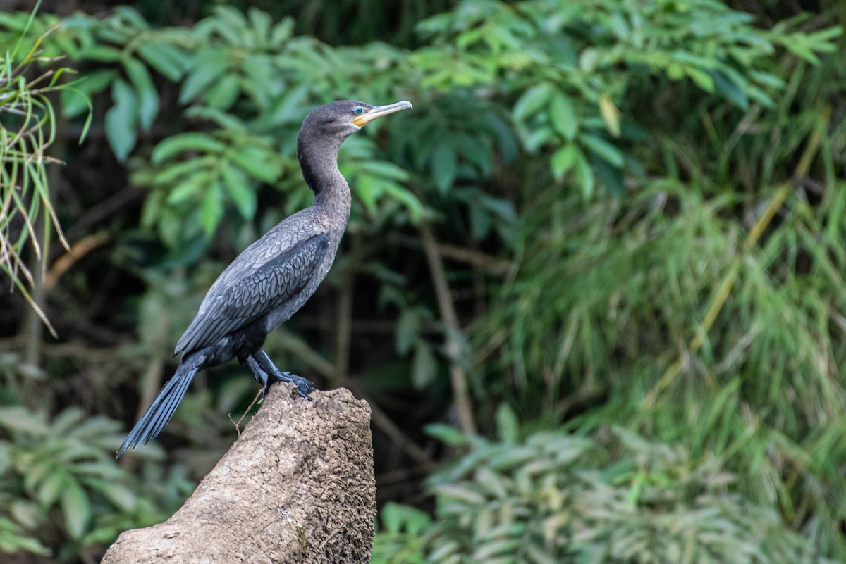 Cormorán Biguá - ML166842981