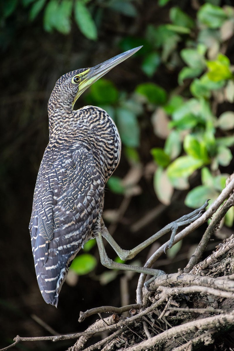 Bare-throated Tiger-Heron - ML166843081