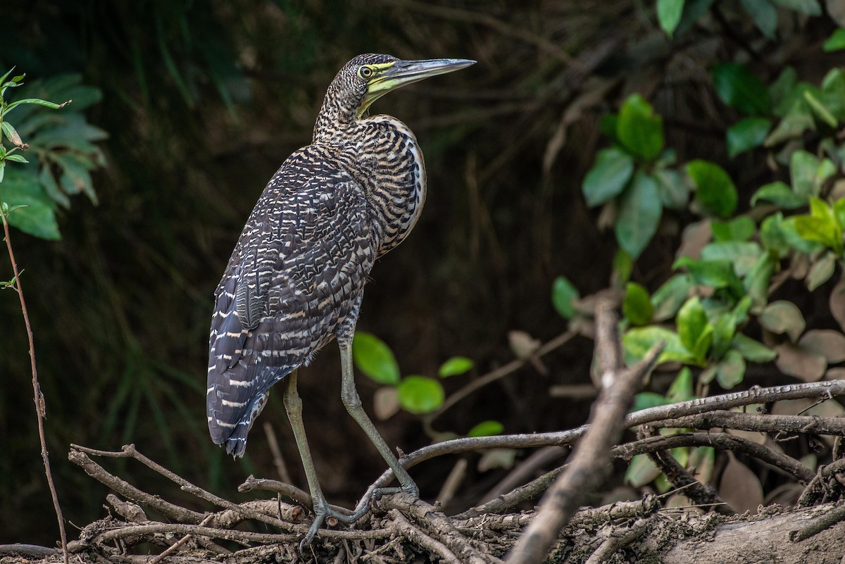 Bare-throated Tiger-Heron - ML166843131