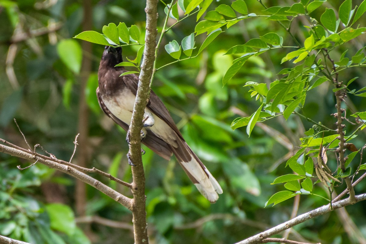 Brown Jay - ML166843191