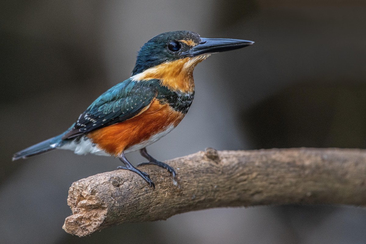 American Pygmy Kingfisher - ML166843281