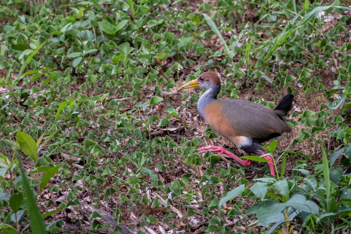 Russet-naped Wood-Rail - ML166843381