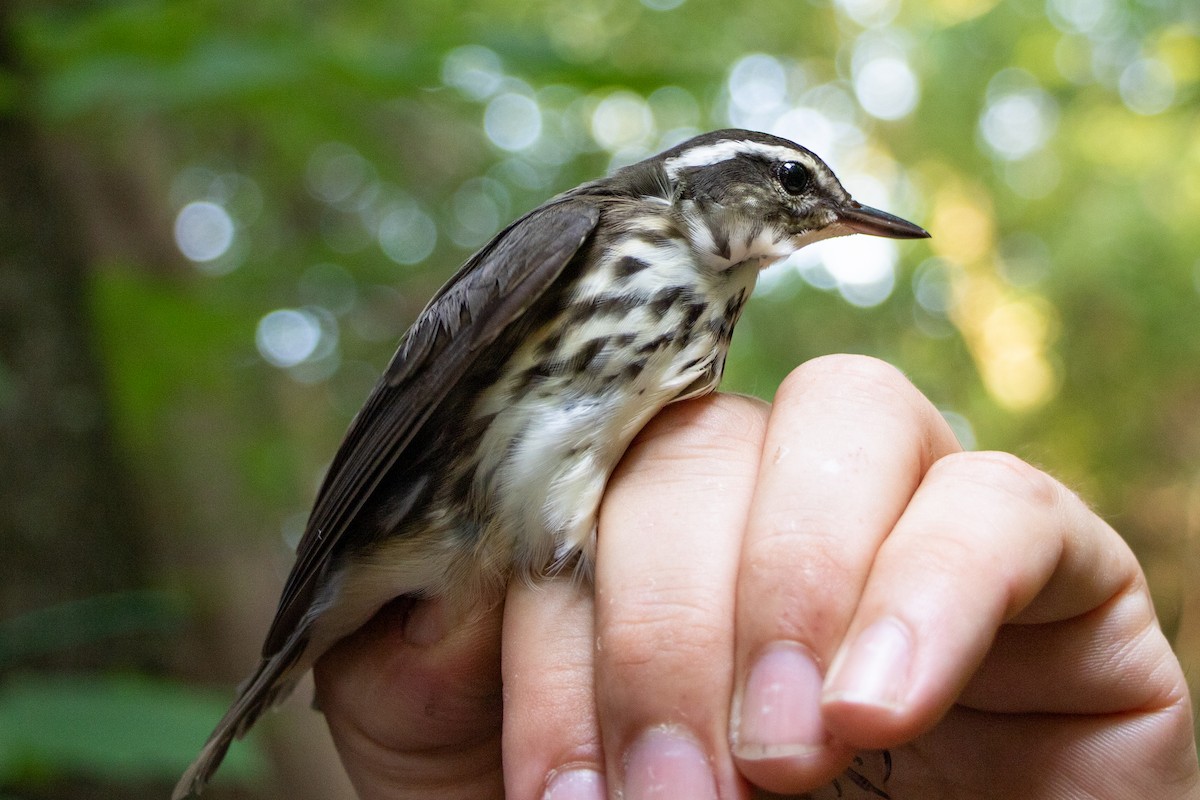 Louisiana Waterthrush - ML166845621