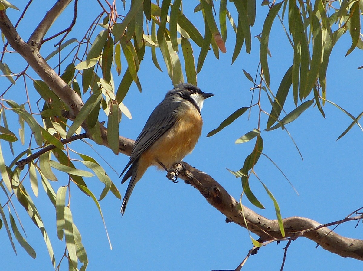 Rufous Whistler - ML166845661