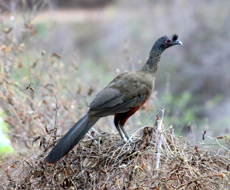 Rufous-bellied Chachalaca - ML166845781