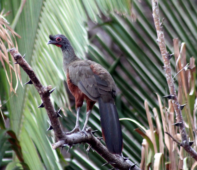 Ortalide à ventre marron - ML166845851