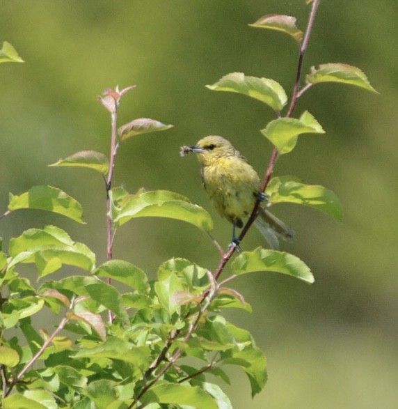 Orchard Oriole - ML166846811