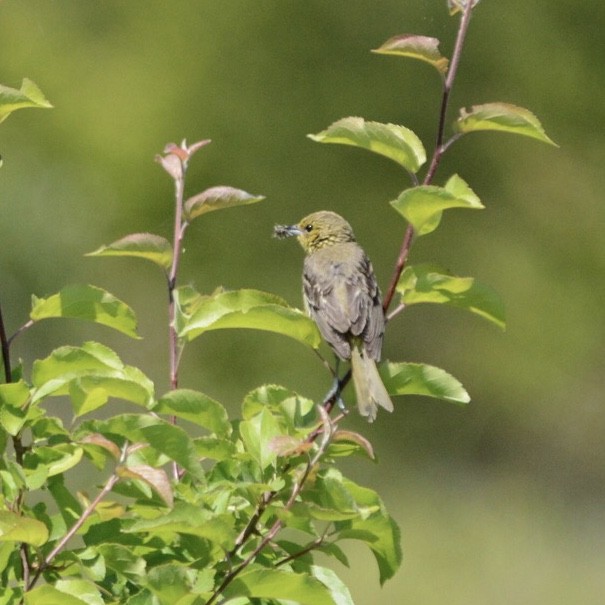 Orchard Oriole - ML166846821