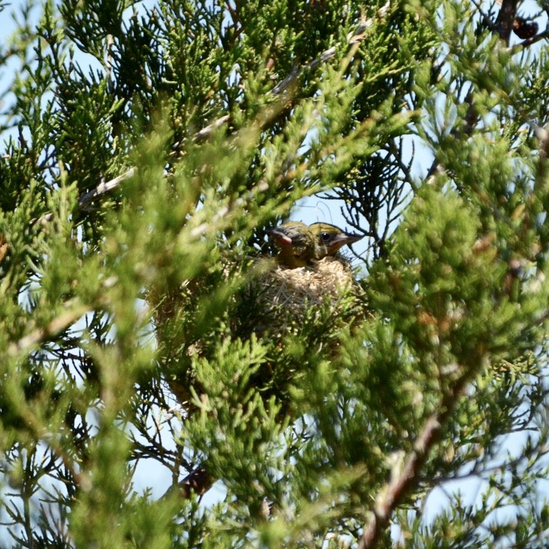 Orchard Oriole - ML166846831