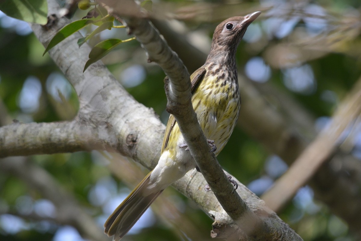 Australasian Figbird - ML166847471