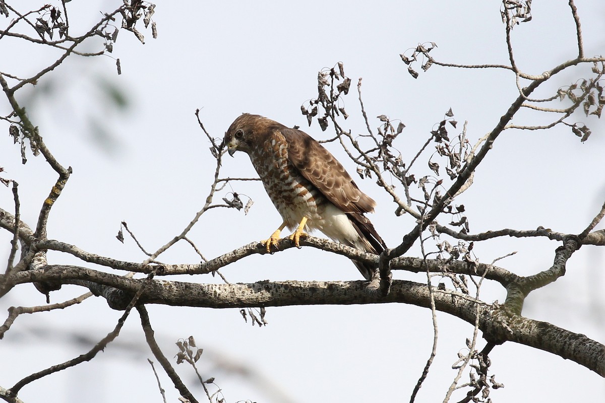 Broad-winged Hawk - ML166847861