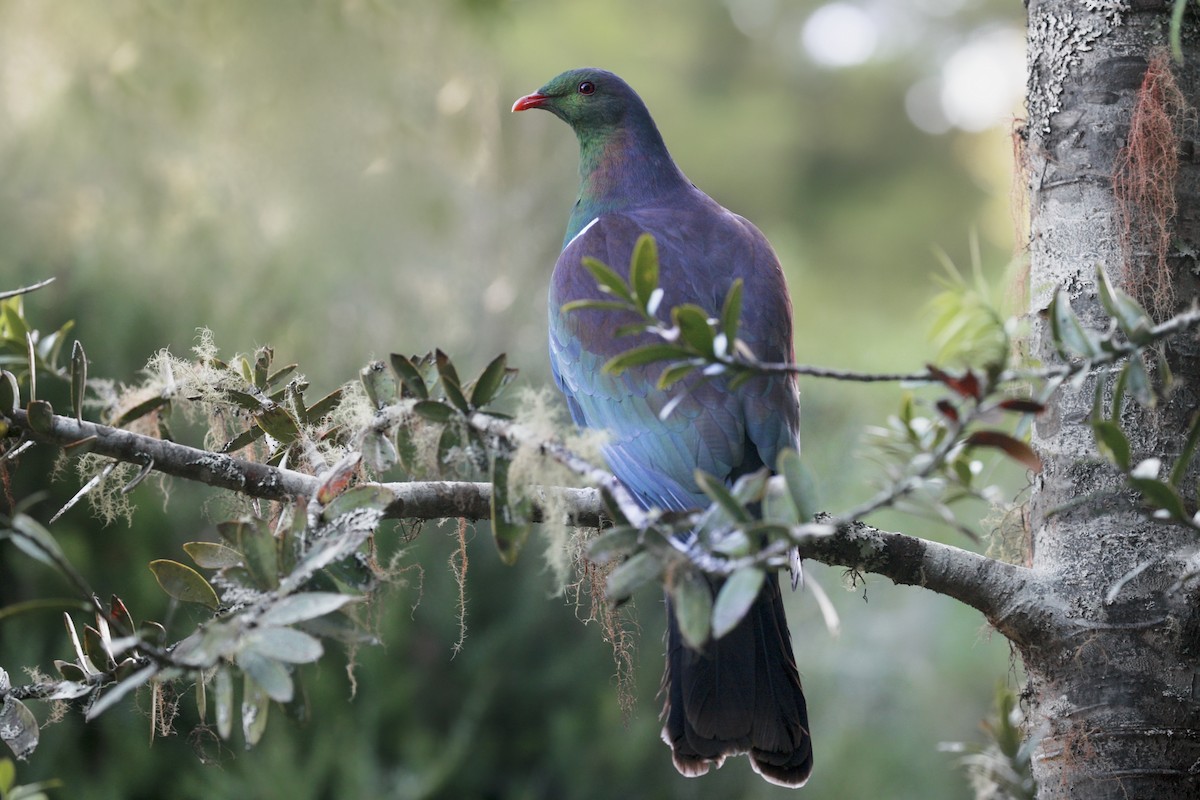 New Zealand Pigeon - Anonymous