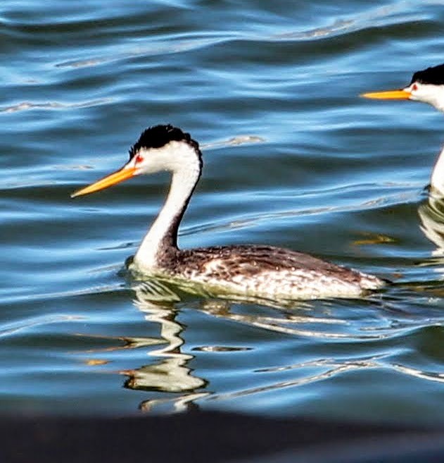 Clark's Grebe - sam hough