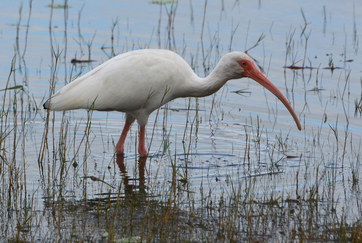 Ibis blanc - ML166849511