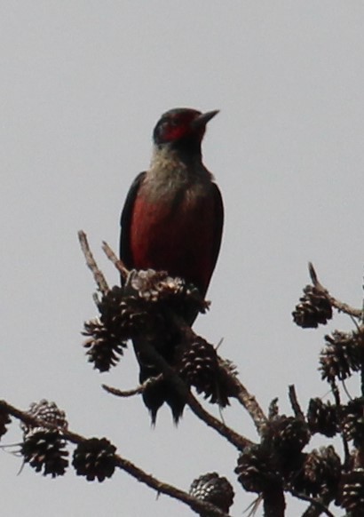 Lewis's Woodpecker - Milton Vine